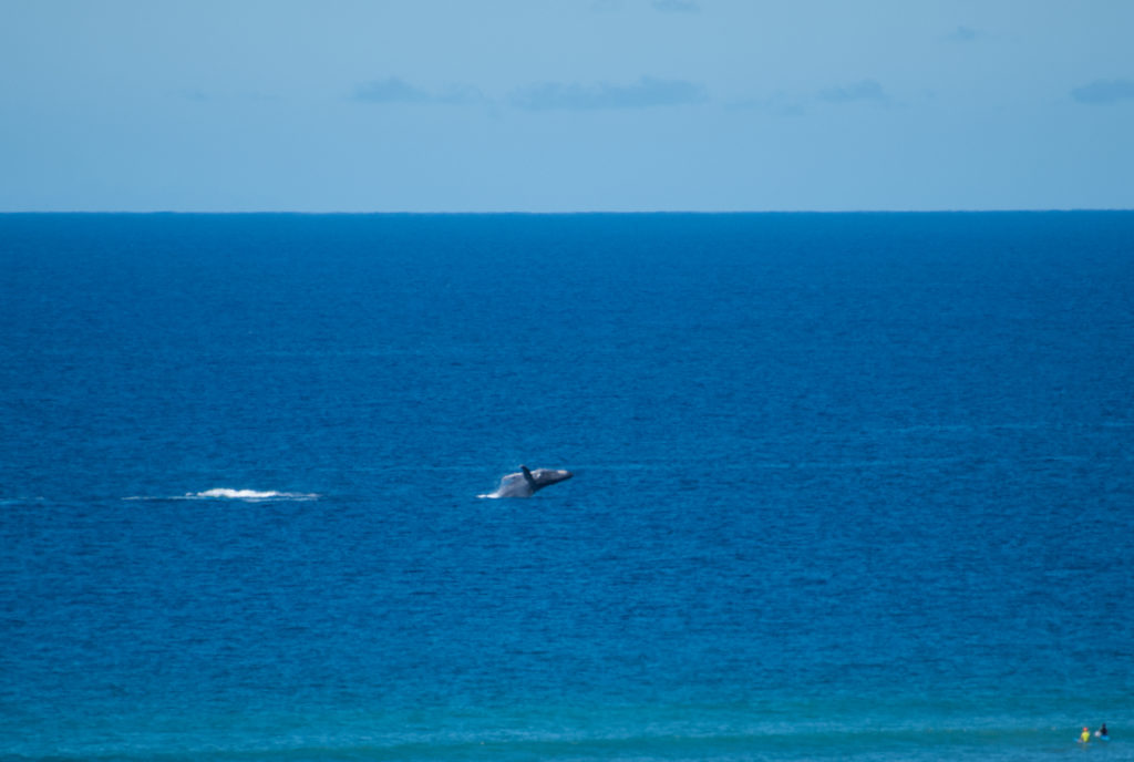 March 2019 Ocean Count — cover photo